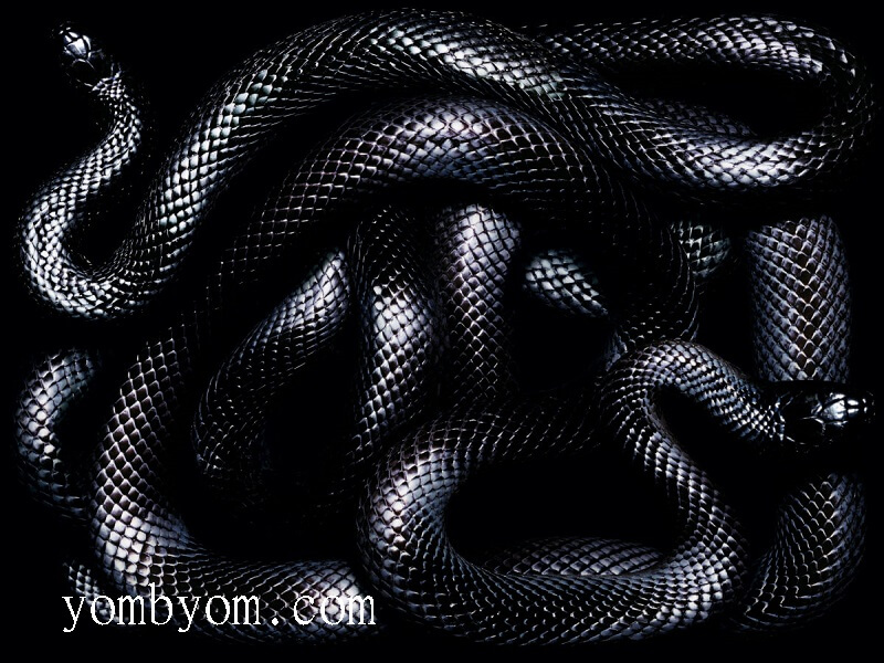 Interpretation of a dream about black snakes